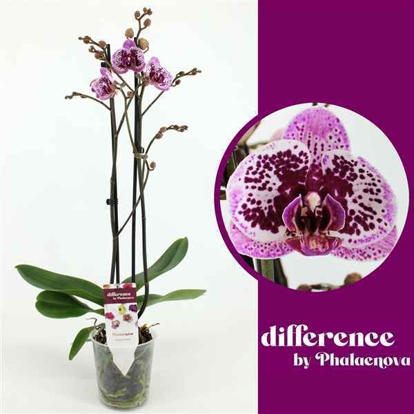 Горшечные цветы и растения оптом Phal 2st Happy Gir 18+ (phalaenova) ) от 10шт из Голландии с доставкой по России
