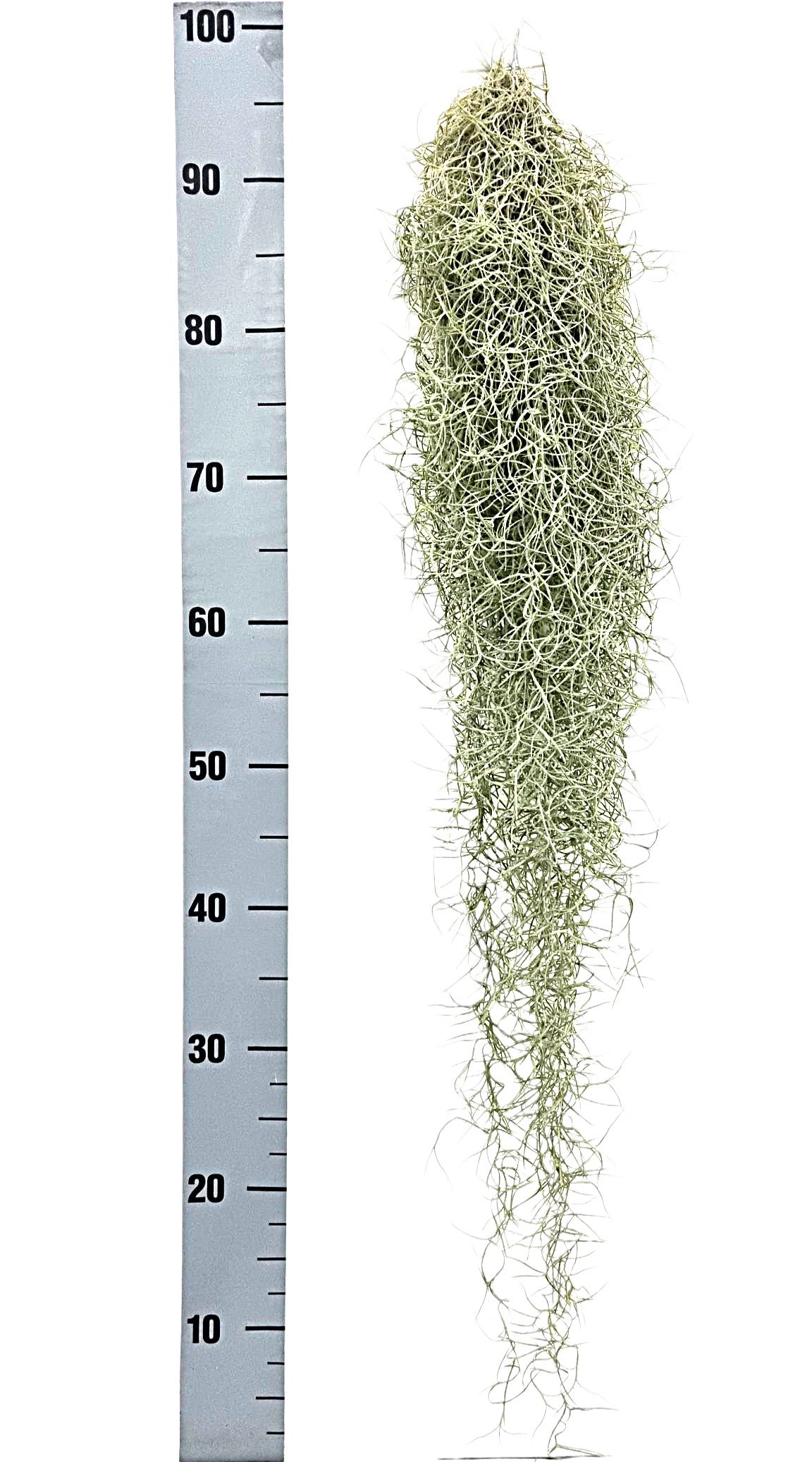 Горшечные цветы и растения оптом Till Usneoides от 6шт из Голландии с доставкой по России