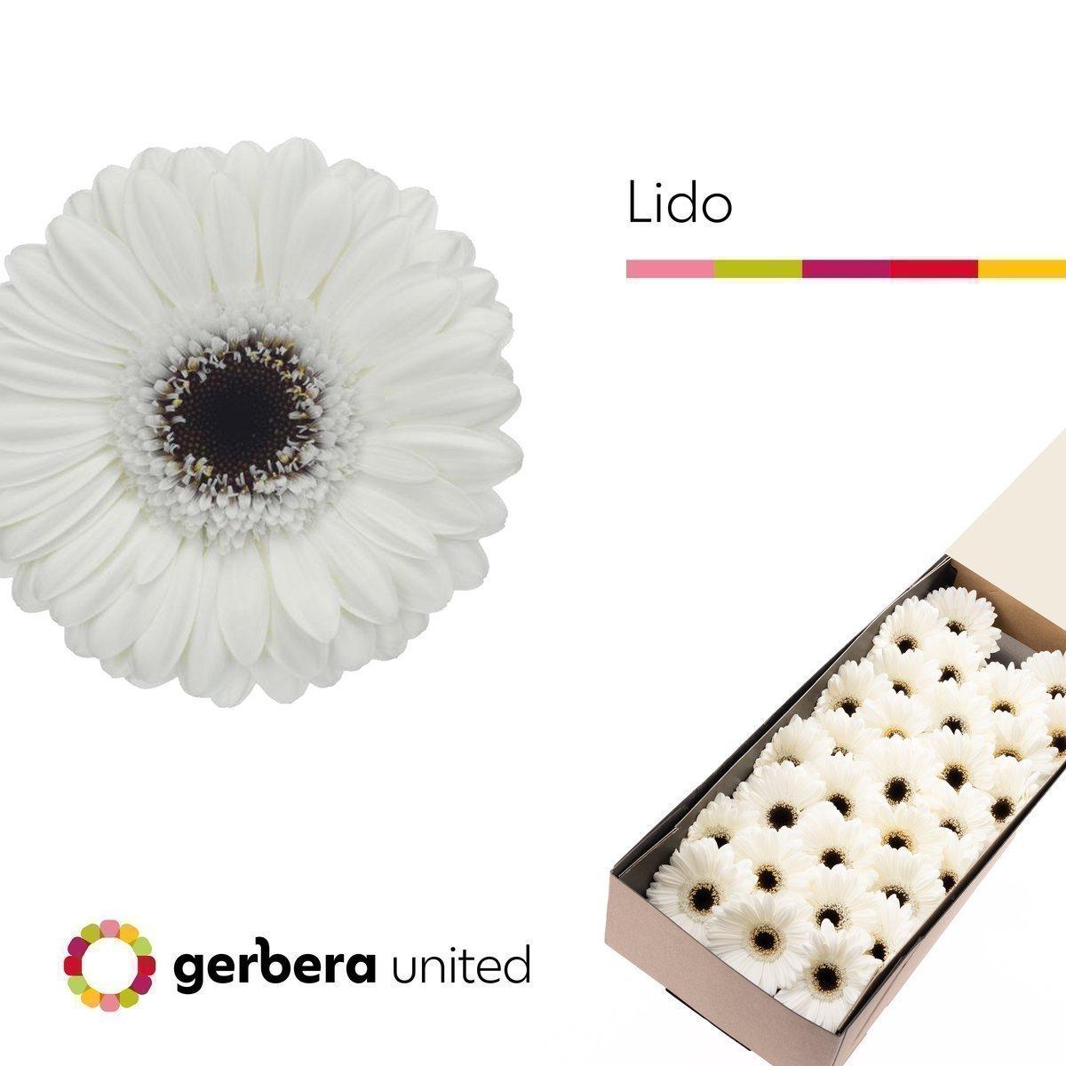 Срезанные цветы оптом Germini lido от 30шт из Голландии с доставкой по России