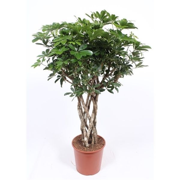 Горшечные цветы и растения оптом Schefflera Arboricola Compacta Tube от 1шт из Голландии с доставкой по России