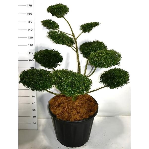 Горшечные цветы и растения оптом Ilex Crenata Glory Gem от 1шт из Голландии с доставкой по России