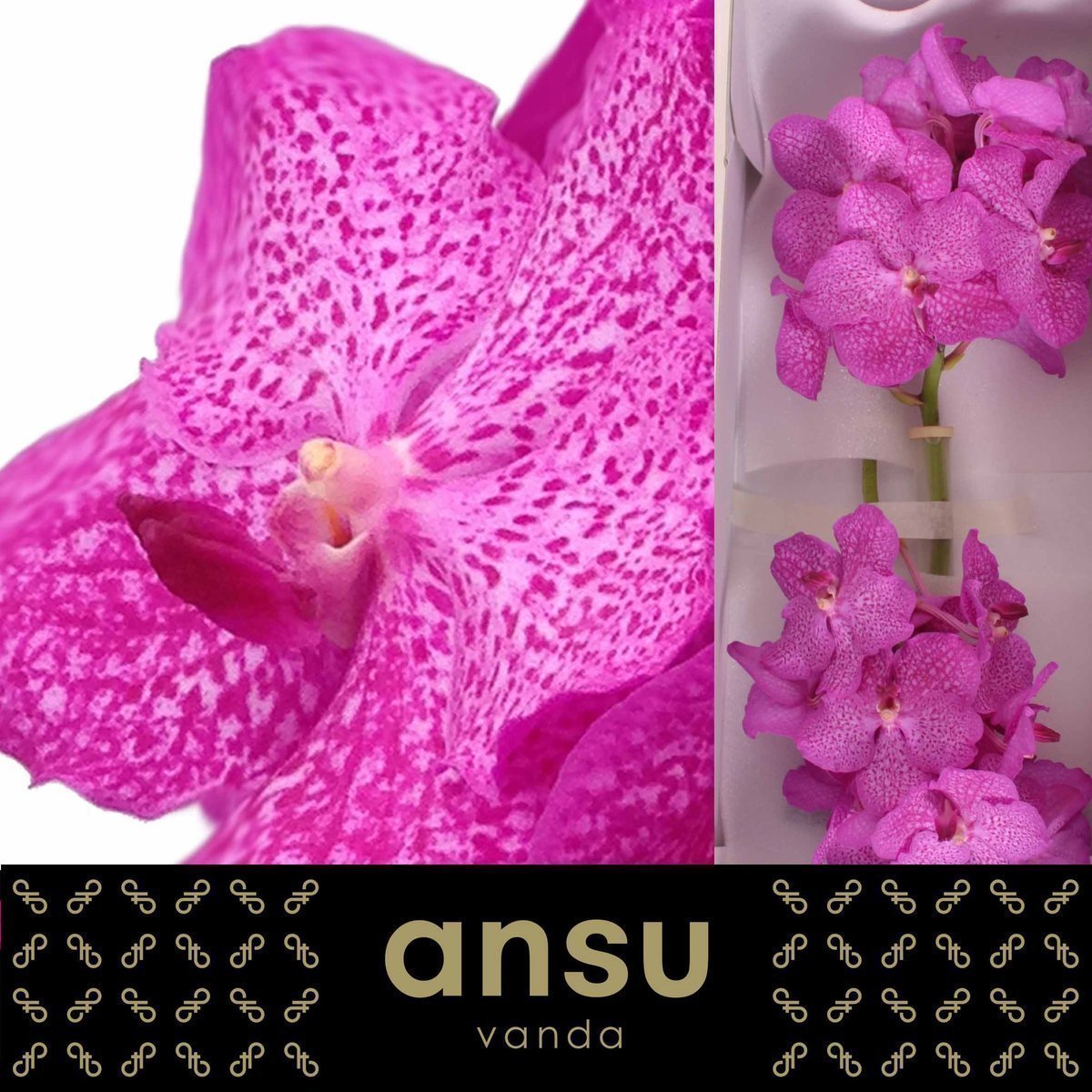 Срезанные цветы оптом Vanda nitaya rosy от 16шт. из Голландии с доставкой по России