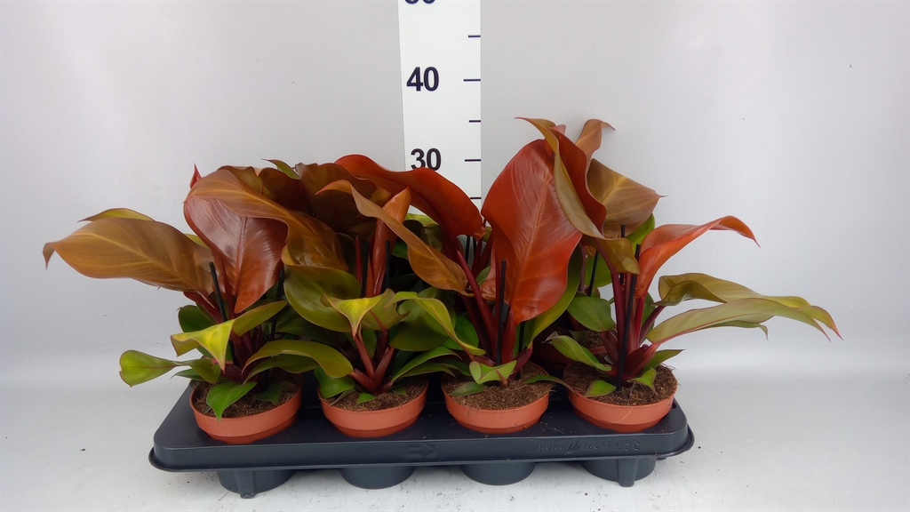 Горшечные цветы и растения оптом Philodendron sunlight от 8шт из Голландии с доставкой по России