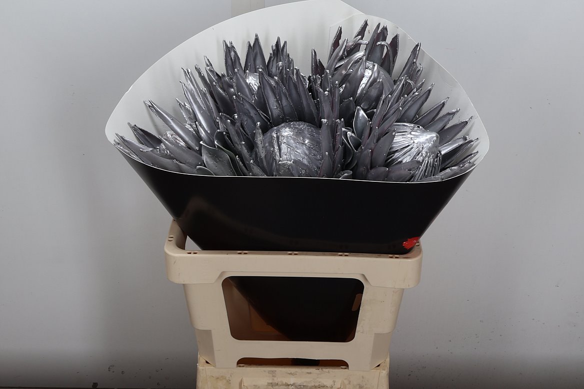 Срезанные цветы оптом Protea wax silver от 5шт из Голландии с доставкой по России