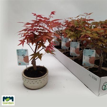 Горшечные цветы и растения оптом Bonsai Acer In Keramiek Pot от 10шт из Голландии с доставкой по России