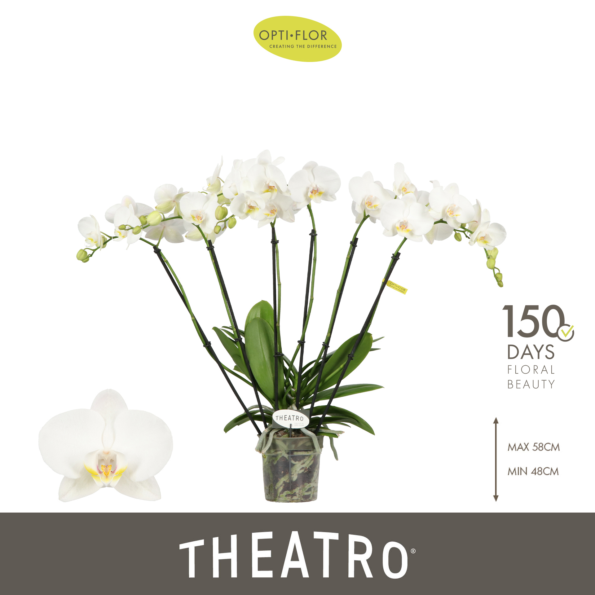 Горшечные цветы и растения оптом Phal 6st Theatro Jazz 40+ (opti) от 5шт из Голландии с доставкой по России