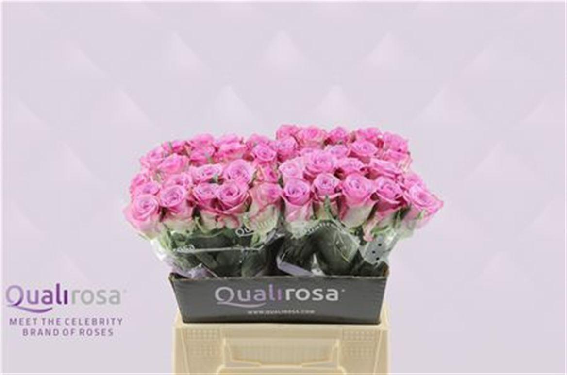 Срезанные цветы оптом Rosa large thriller от 400шт из Голландии с доставкой по России