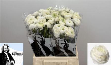 Срезанные цветы оптом Ranunculus elegance white от 50шт из Голландии с доставкой по России