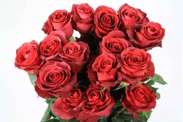 Срезанные цветы оптом Rosa ec matilda от 50шт из Голландии с доставкой по России