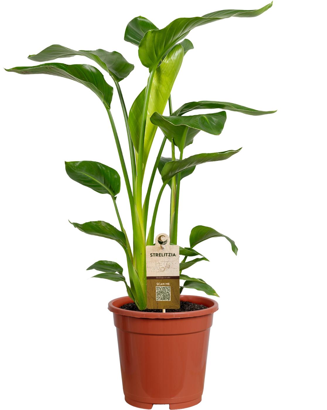 Горшечные цветы и растения оптом Strelitzia Nicolai 2pp от 6шт из Голландии с доставкой по России