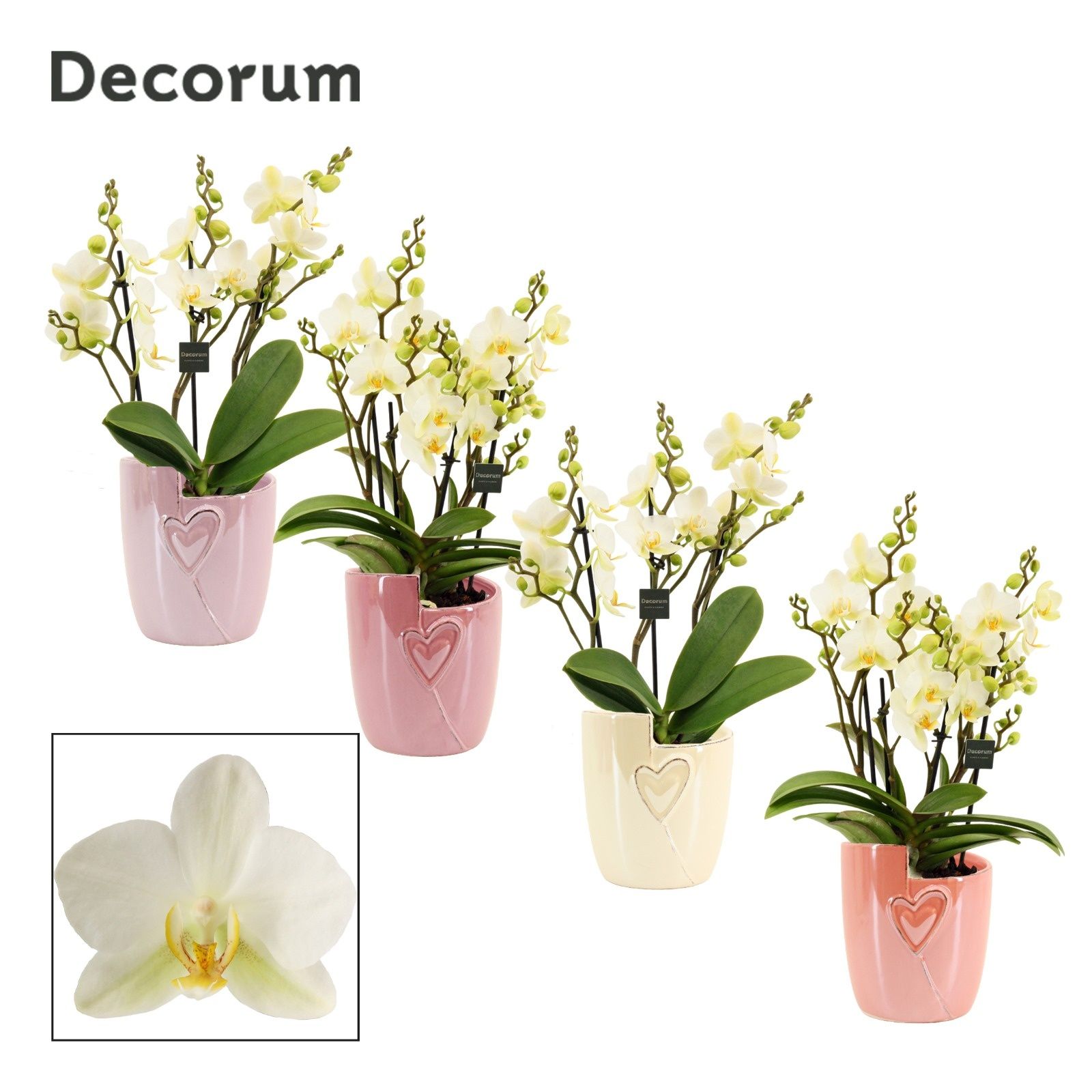 Горшечные цветы и растения оптом Phal Mf An Lausanne от 5шт из Голландии с доставкой по России