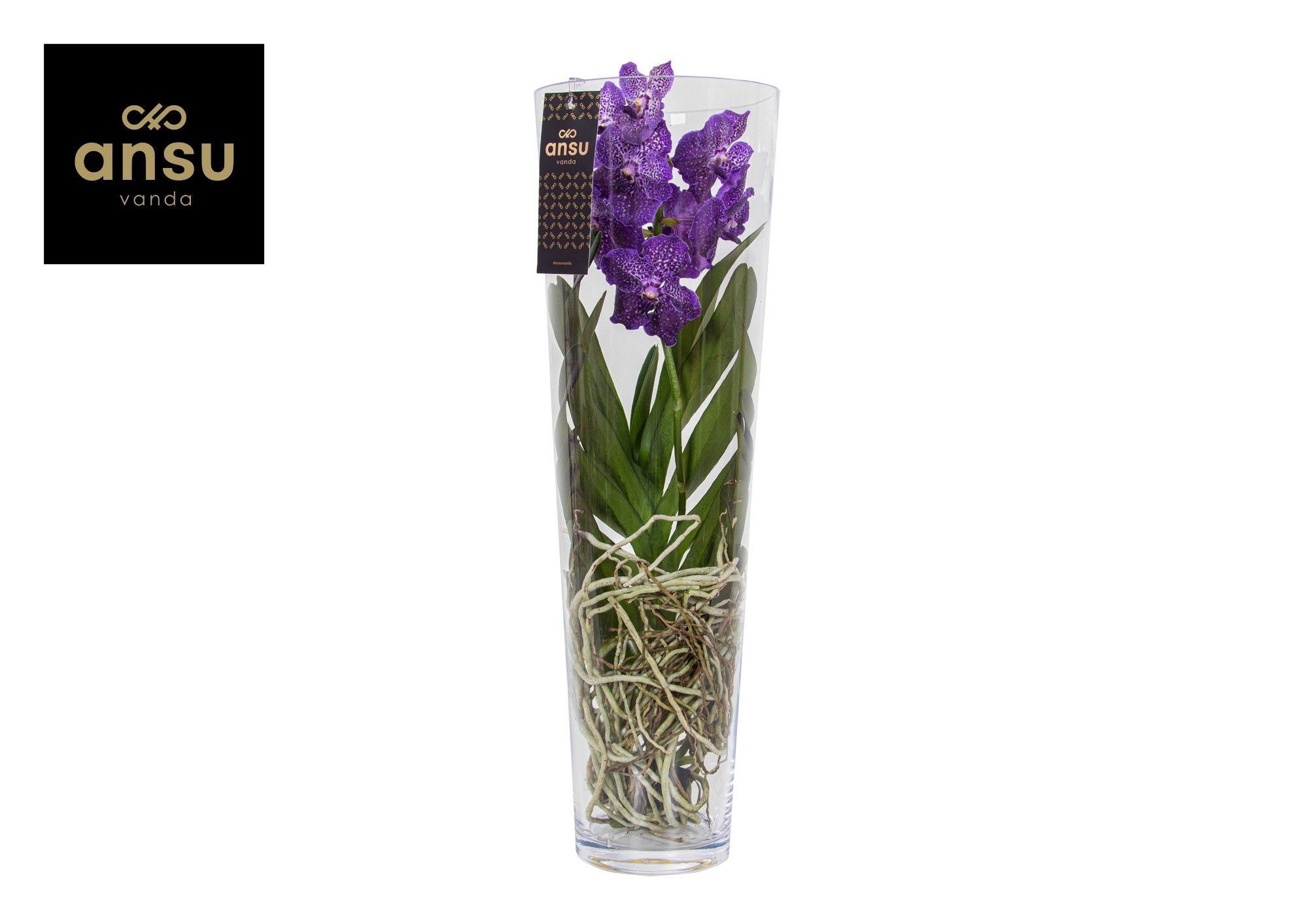 Горшечные цветы и растения оптом Vanda Lisanne 70 Purple от 1шт из Голландии с доставкой по России
