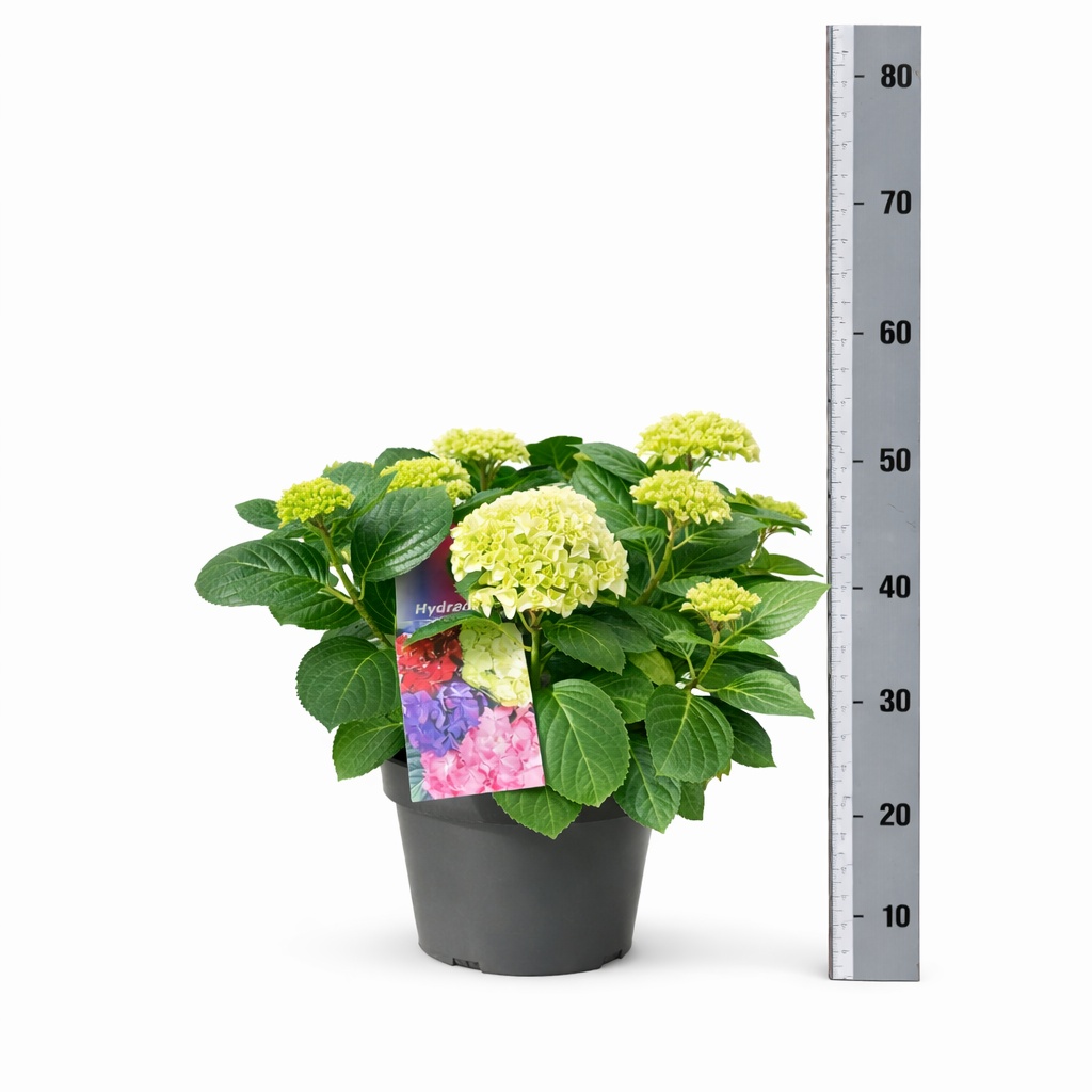 Горшечные цветы и растения оптом Hydr M Hi White Sun от 1шт из Голландии с доставкой по России