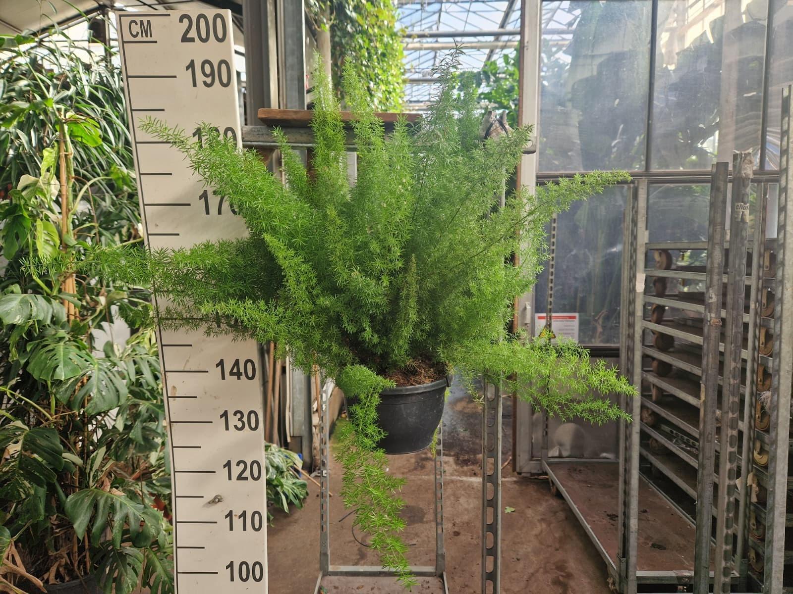 Горшечные цветы и растения оптом Asparagus Dens. Meyers Hanging от 2шт из Голландии с доставкой по России