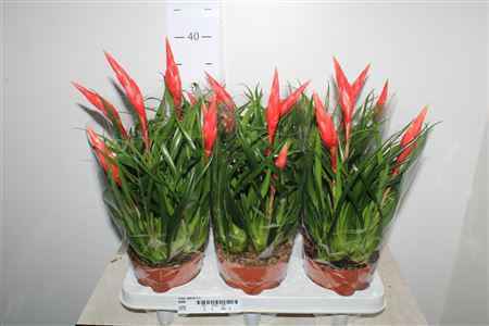 Горшечные цветы и растения оптом Vries Astrid 3+ от 6шт из Голландии с доставкой по России