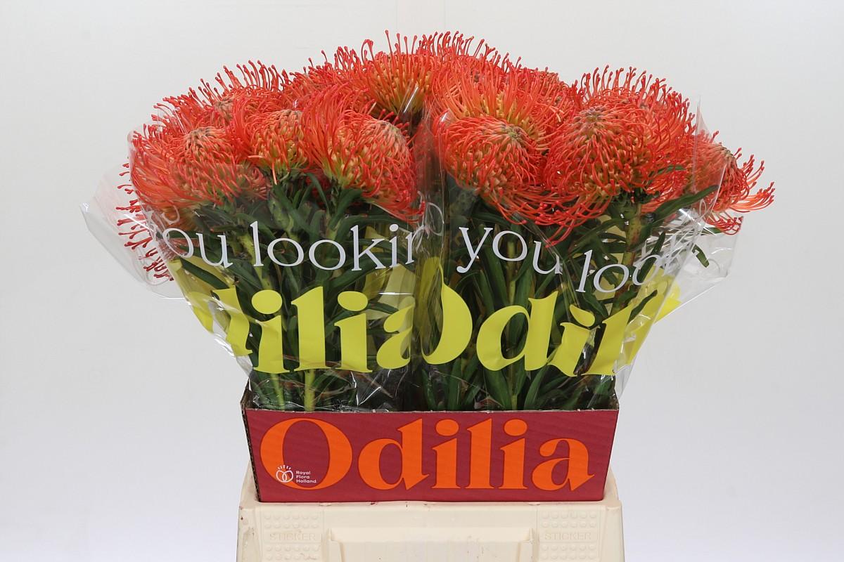 Срезанные цветы оптом Nutans succession от 30шт из Голландии с доставкой по России