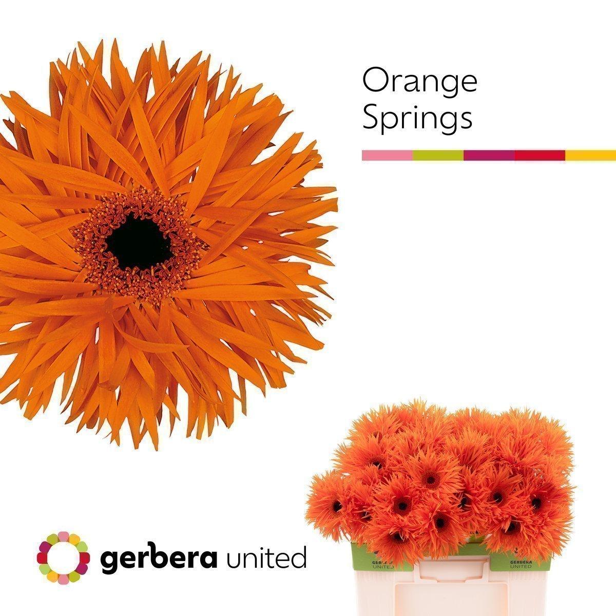 Срезанные цветы оптом Gerbera orange springs от 50шт из Голландии с доставкой по России
