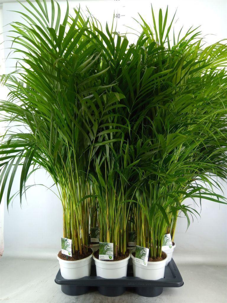 Горшечные цветы и растения оптом Dypsis Lutescens   ...chrysalidoca от 6шт из Голландии с доставкой по России