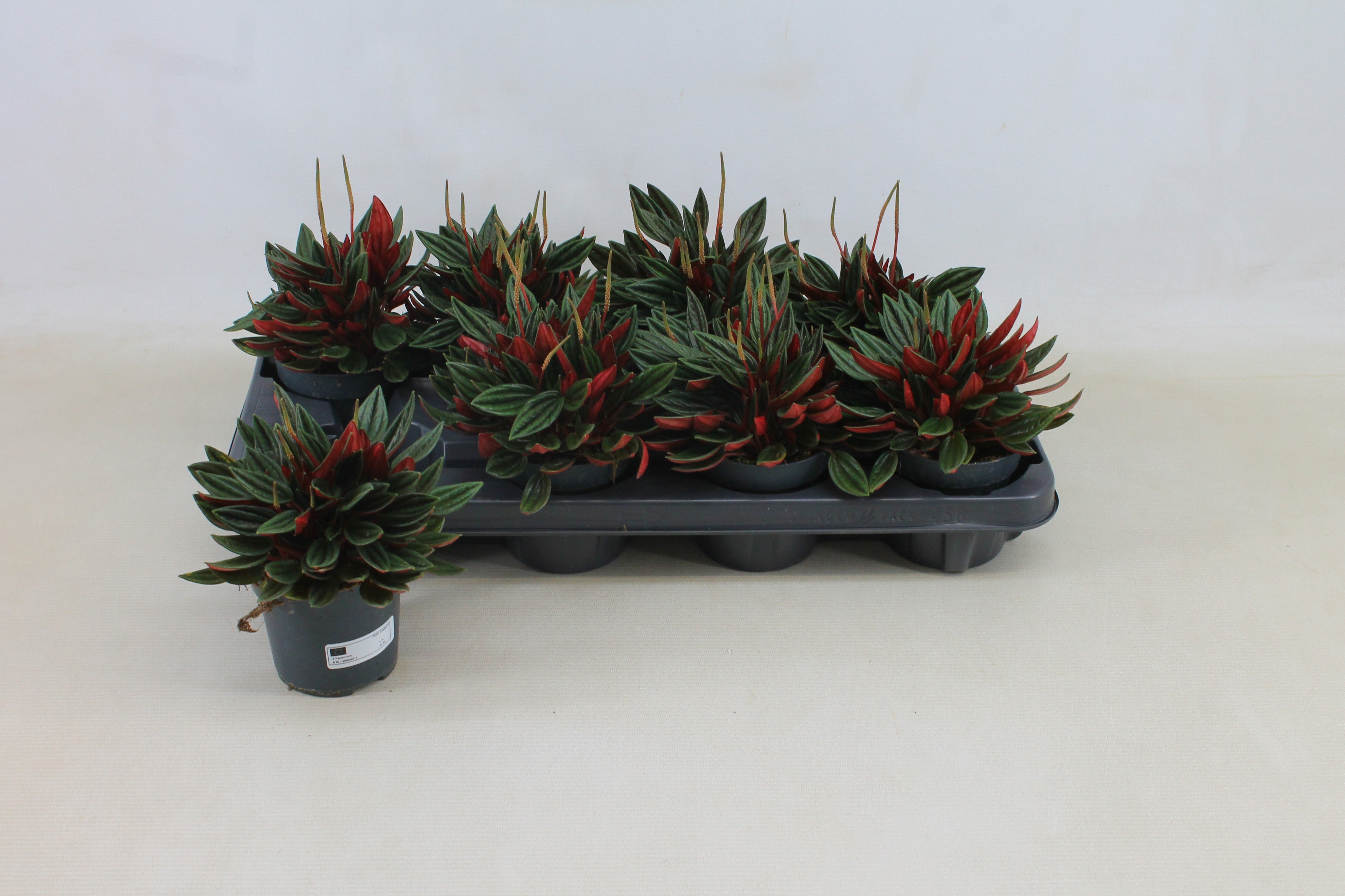 Горшечные цветы и растения оптом Pep Ca Rosso от 8шт из Голландии с доставкой по России