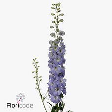 Срезанные цветы оптом Delphinium el du dewi impressive от 40шт из Голландии с доставкой по России