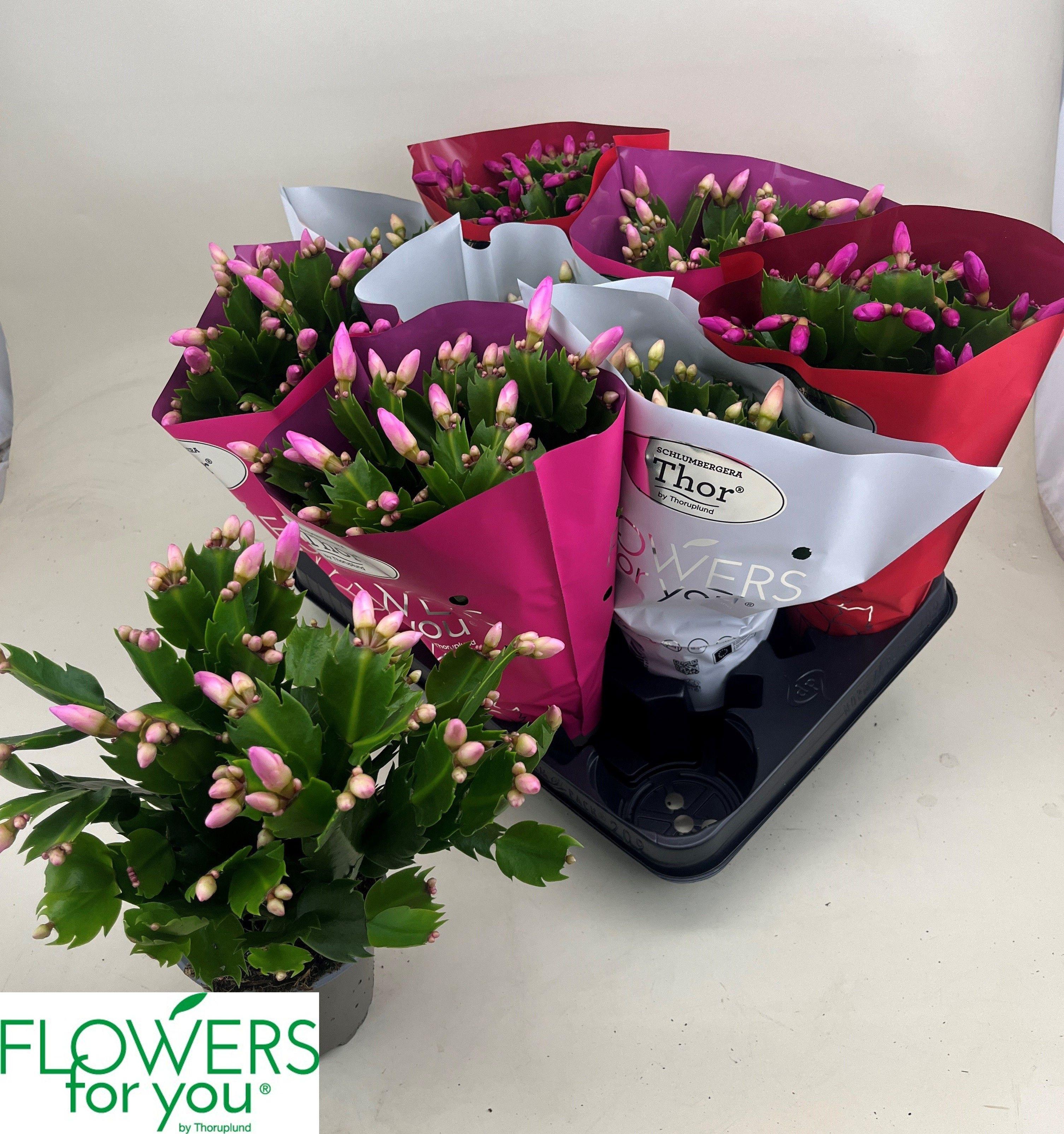 Горшечные цветы и растения оптом Schlumb Gem 3 Kl от 9шт из Голландии с доставкой по России