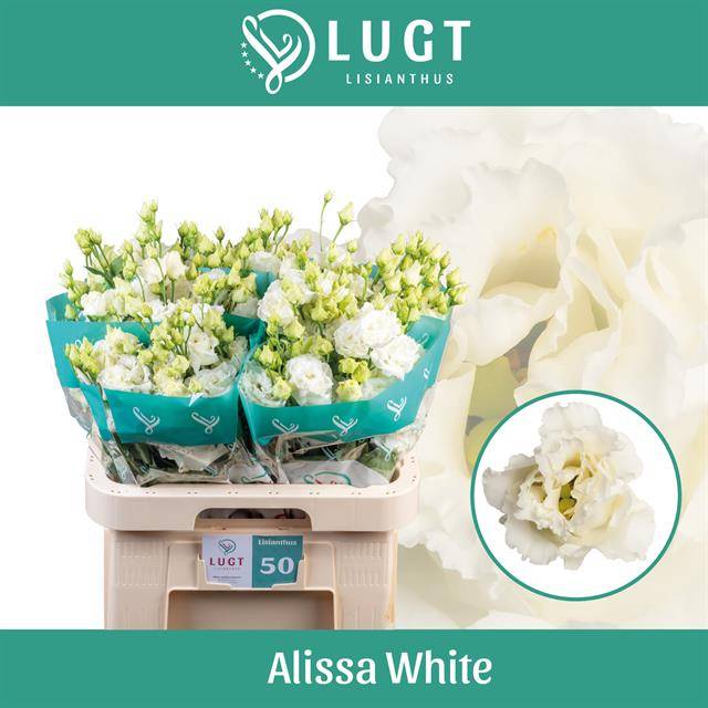 Срезанные цветы оптом Lisianthus do alissa white от 140шт. из Голландии с доставкой по России