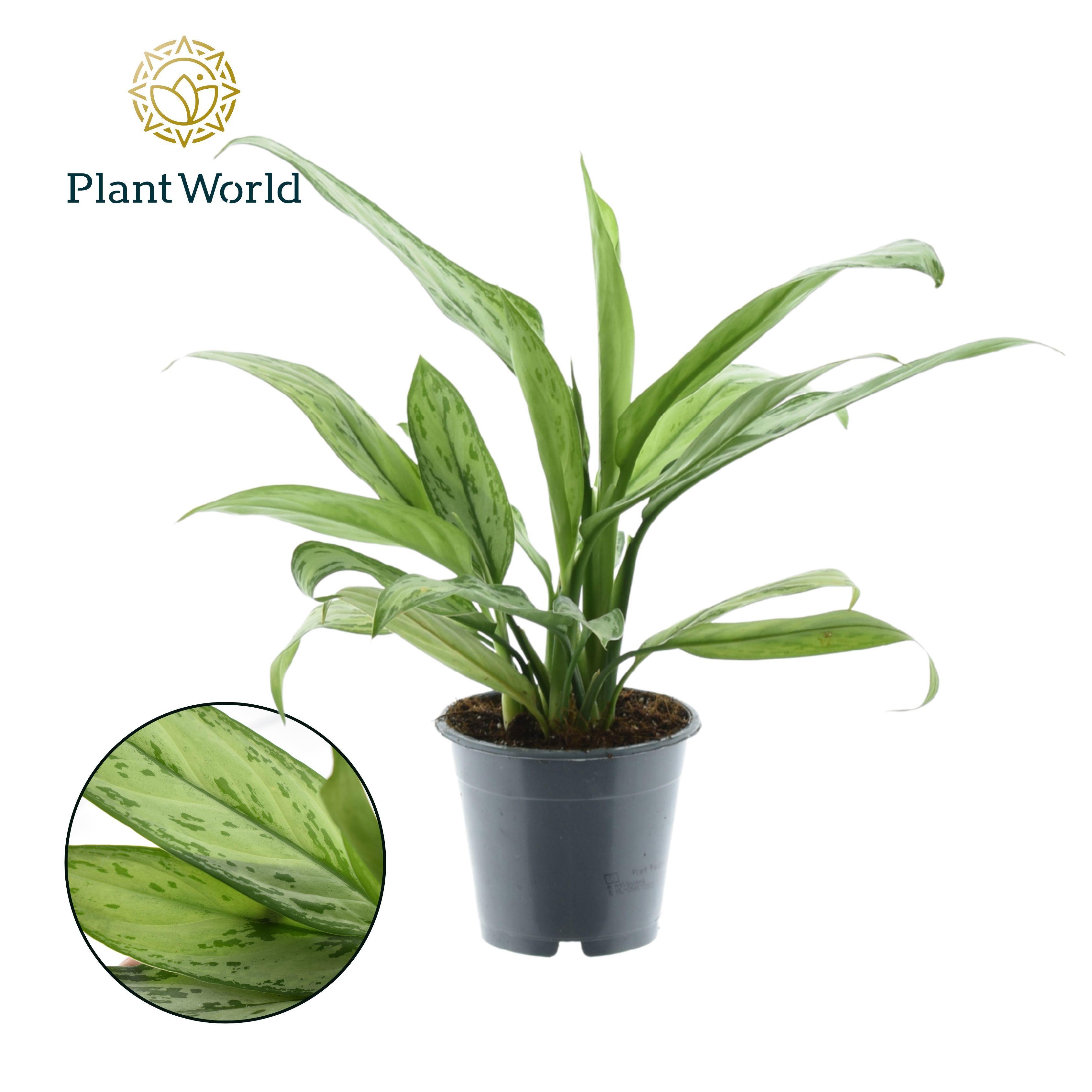 Горшечные цветы и растения оптом Aglaonema Silver Queen от 10шт из Голландии с доставкой по России