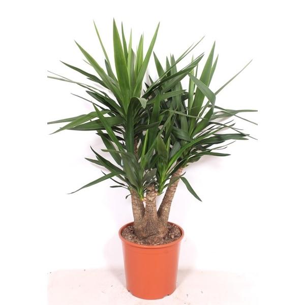 Горшечные цветы и растения оптом Yucca Branched от 1шт из Голландии с доставкой по России