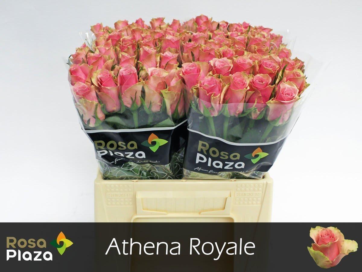 Срезанные цветы оптом Rosa large athena royale от 80шт из Голландии с доставкой по России