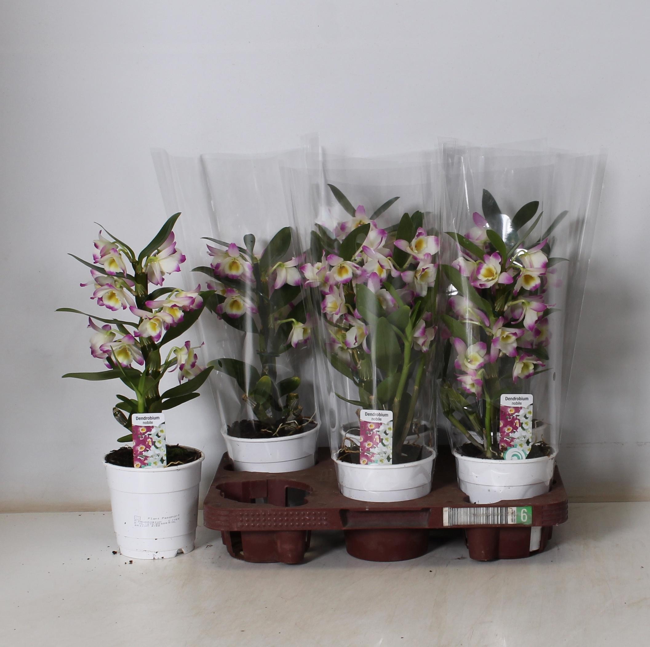 Горшечные цветы и растения оптом Dendr Nob 1st Mix 6+ (de Hoog от 6шт из Голландии с доставкой по России