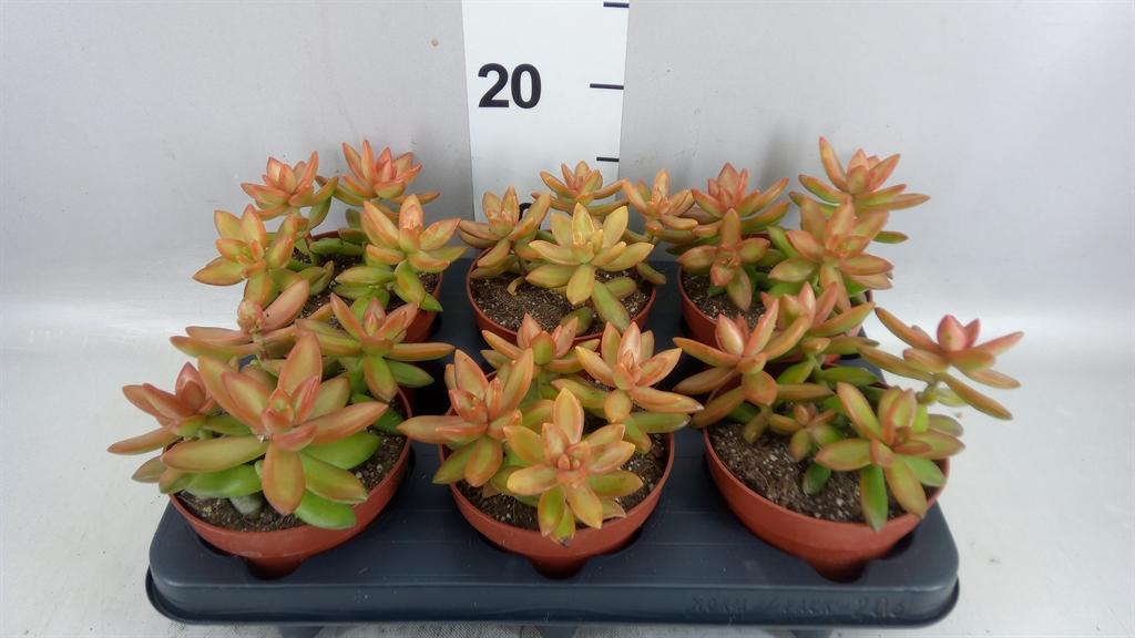 Горшечные цветы и растения оптом Sedum ... от 6шт из Голландии с доставкой по России