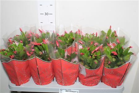 Горшечные цветы и растения оптом Schlumb Flame Red 50+ от 10шт из Голландии с доставкой по России