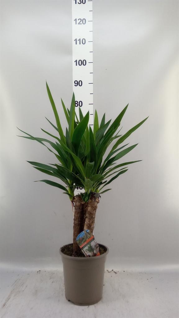 Горшечные цветы и растения оптом Yucca ... от 5шт из Голландии с доставкой по России