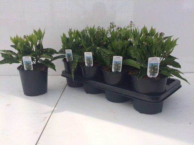 Горшечные цветы и растения оптом Aucuba J Crotonifoli от 7шт из Голландии с доставкой по России