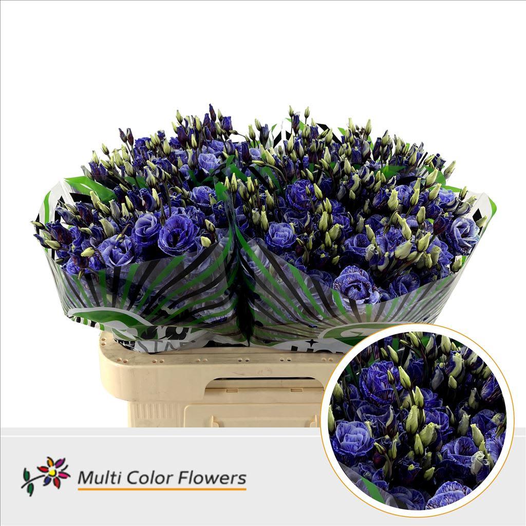 Срезанные цветы оптом Lisianthus do paint explosion A от 40шт из Голландии с доставкой по России
