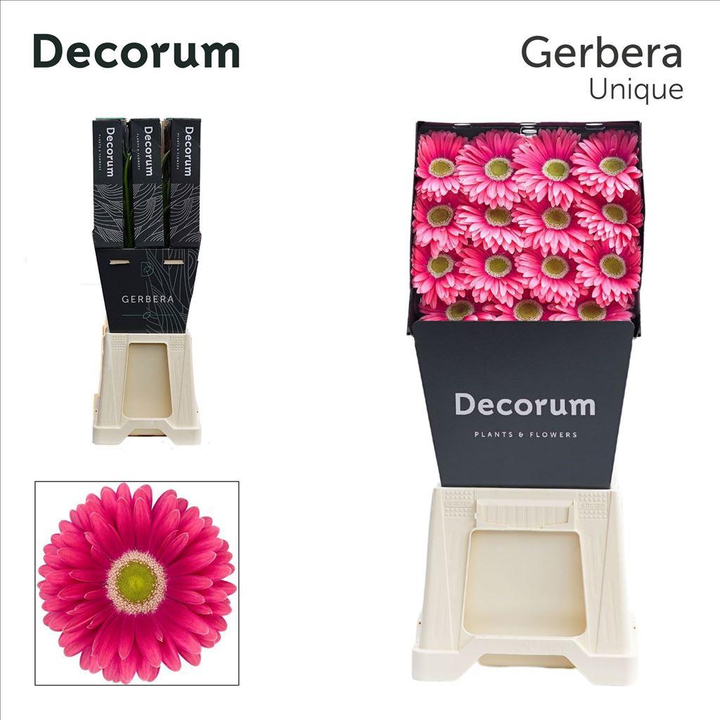 Срезанные цветы оптом Gerbera diamond unique от 45шт из Голландии с доставкой по России