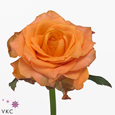 Срезанные цветы оптом Rosa large twilight от 80шт из Голландии с доставкой по России