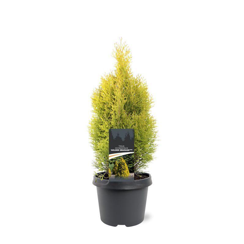 Горшечные цветы и растения оптом Thuja Occ Golden Smaragd от 1шт из Голландии с доставкой по России