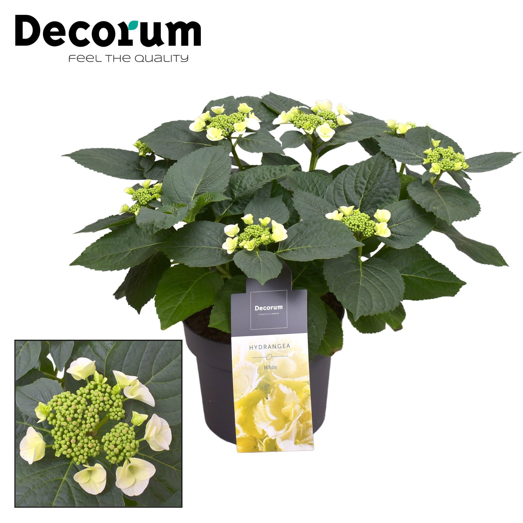 Горшечные цветы и растения оптом Hydrangea Teller Benxi White 7+ (decorum) от 1шт из Голландии с доставкой по России