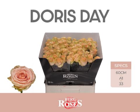 Срезанные цветы оптом Rosa large doris day от 50шт из Голландии с доставкой по России