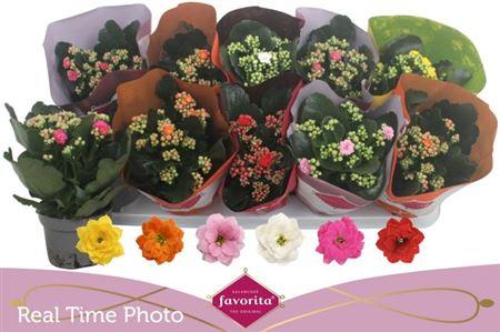 Горшечные цветы и растения оптом Kal Cal Mix от 10шт из Голландии с доставкой по России