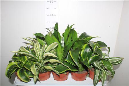 Горшечные цветы и растения оптом Drac Dragon Mix от 10шт из Голландии с доставкой по России