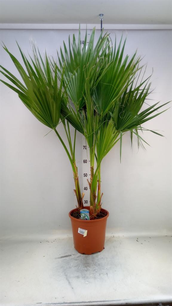 Горшечные цветы и растения оптом Washingtonia Filifera от 1шт из Голландии с доставкой по России
