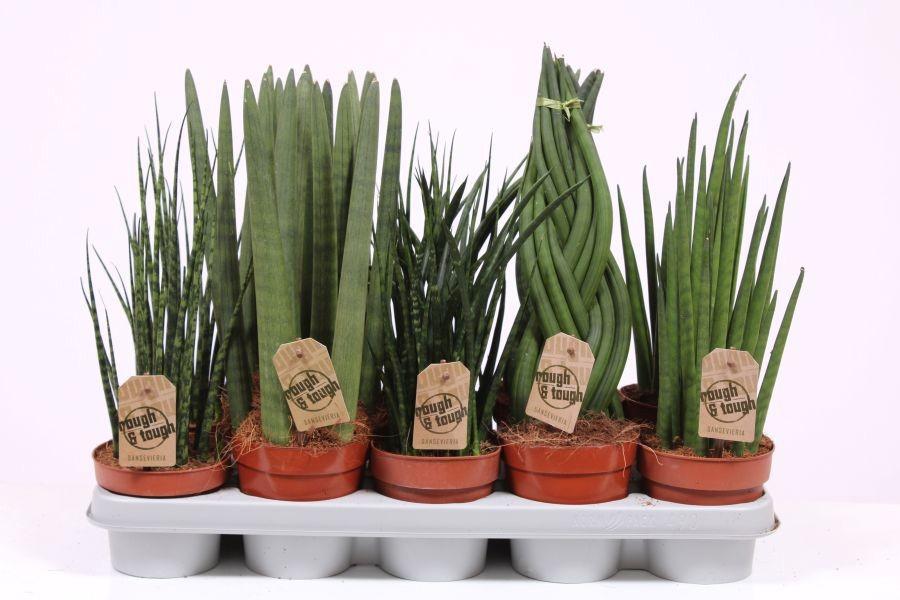 Горшечные цветы и растения оптом Sansevieria Luxe Mix от 10шт из Голландии с доставкой по России