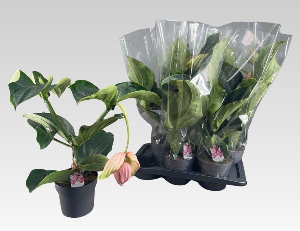 Горшечные цветы и растения оптом Medin Mag от 6шт' из Голландии с доставкой по России