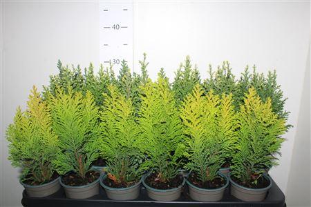 Горшечные цветы и растения оптом Cham Laws Overig от 18шт (для телеги) из Голландии с доставкой по России