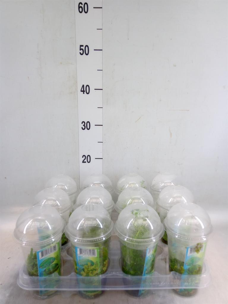 Горшечные цветы и растения оптом Waterplanten   ...mix от 12шт (для телеги) из Голландии с доставкой по России