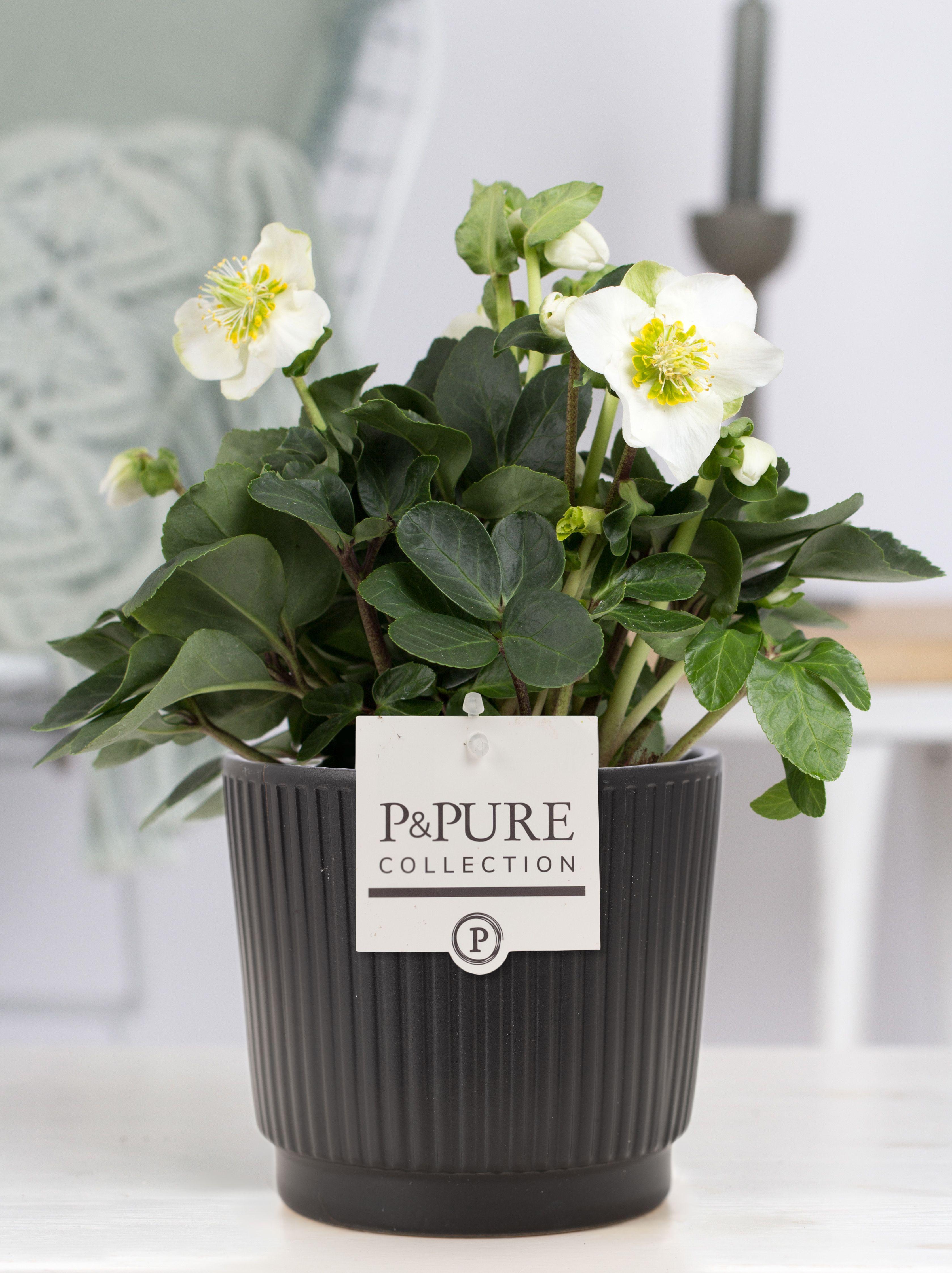 Горшечные цветы и растения оптом Helleborus N. Christmas Carol In Pure Liv Mat Zwar от 6шт из Голландии с доставкой по России