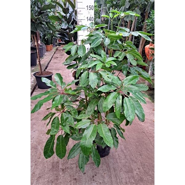 Горшечные цветы и растения оптом Schefflera Amata от 1шт из Голландии с доставкой по России