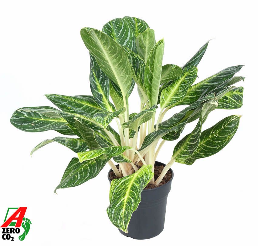 Горшечные цветы и растения оптом Aglaonema Key Lime от 1шт из Голландии с доставкой по России